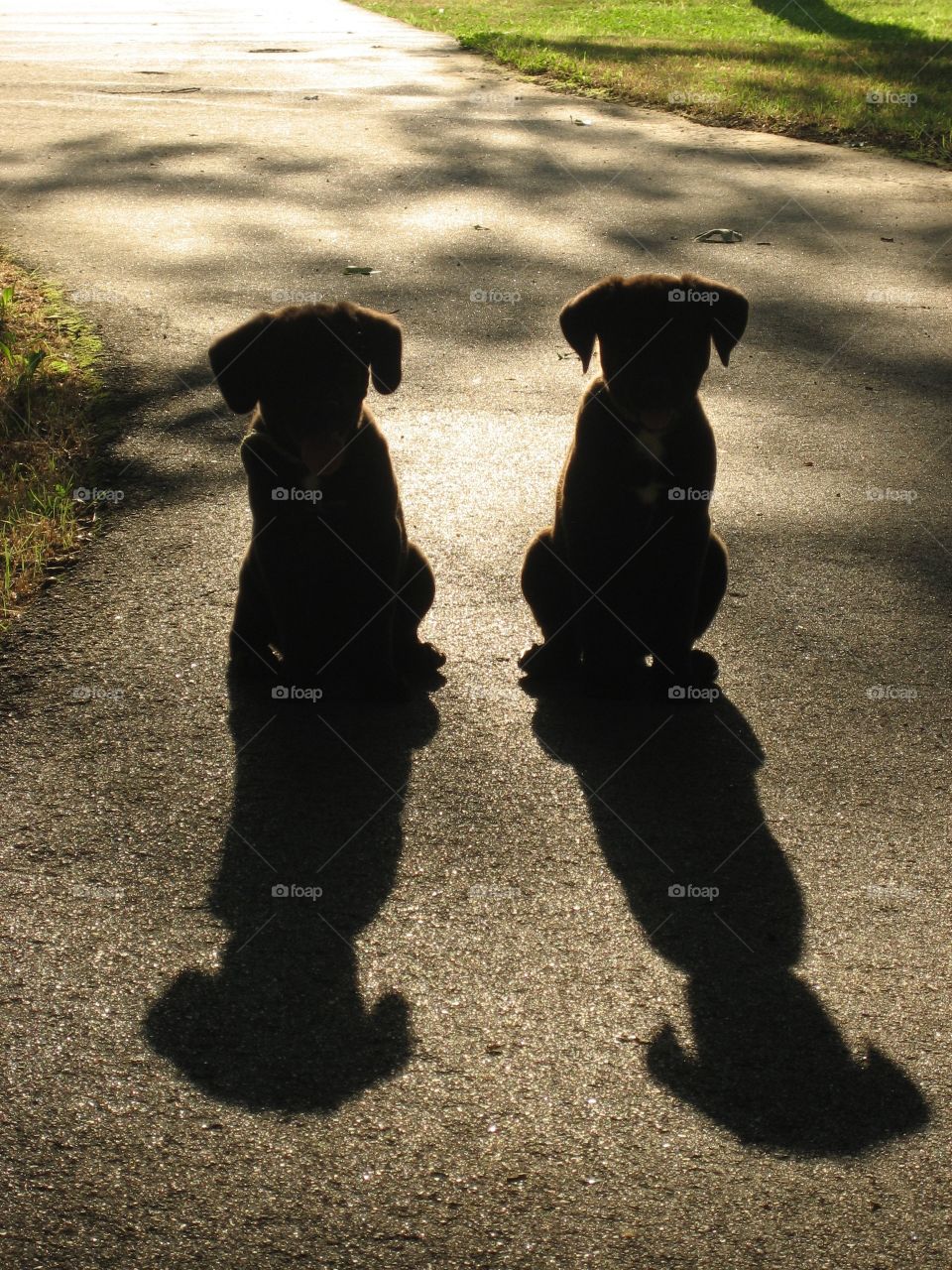 2 black lab puppies cast long shadows as they patiently practice their training and wait to be called. 