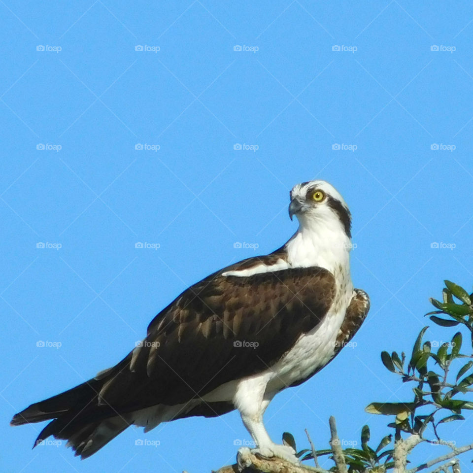 "Osprey perched in his observation tower!