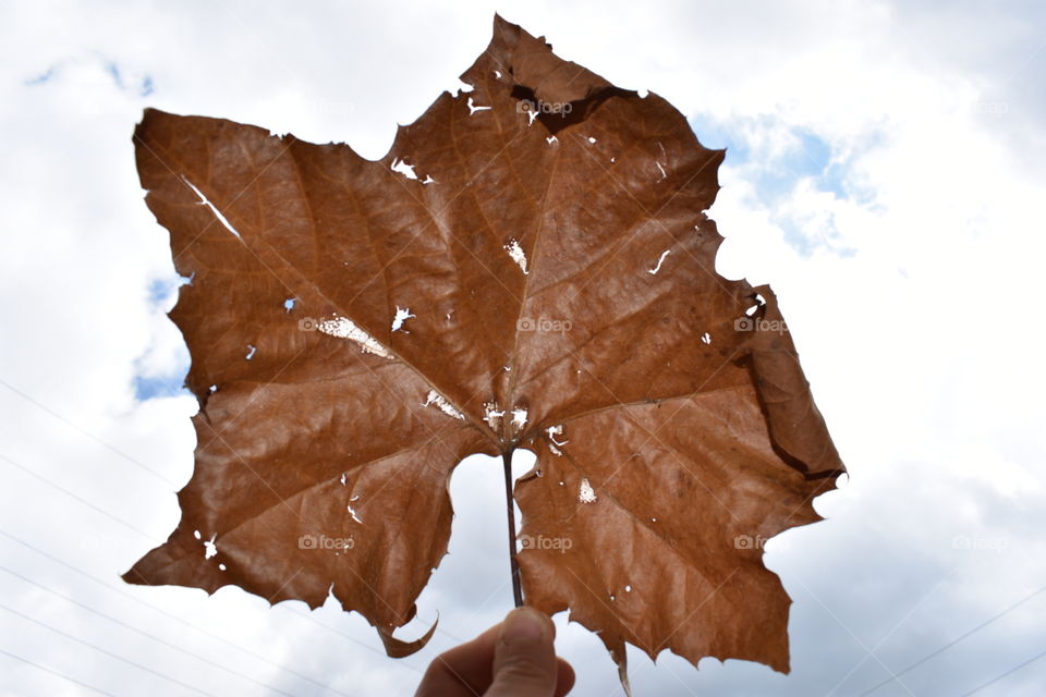 holding a big leaf.