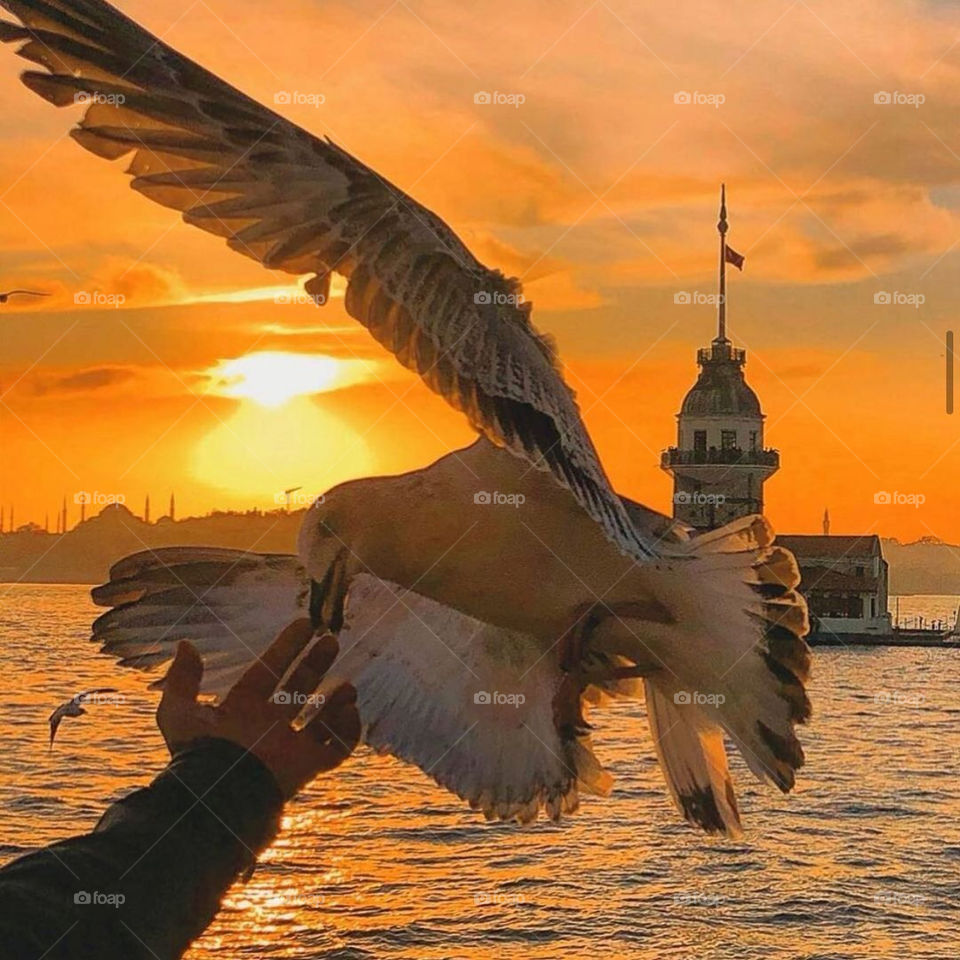 seagull in the last rays of the sun