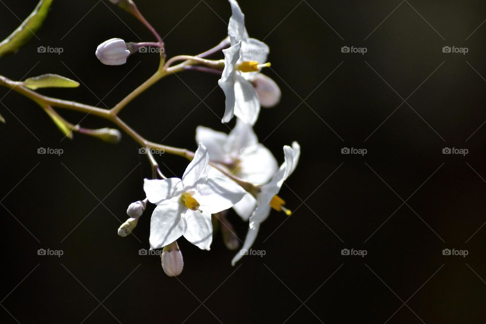 Beautiful white flower branch