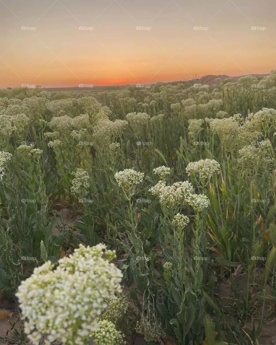 spring on desert