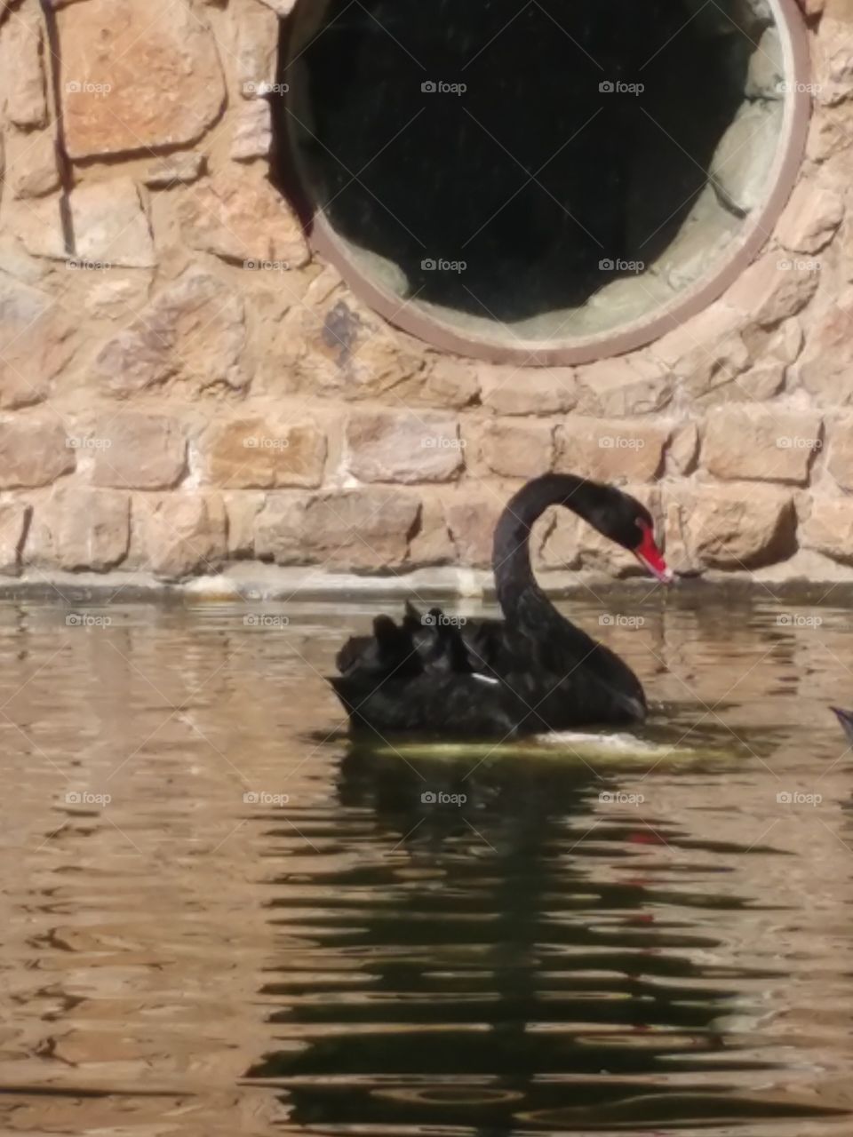 Elegant black swan searching for morsels of food thrown from  wooden deck by patrons of waterside restaurant.