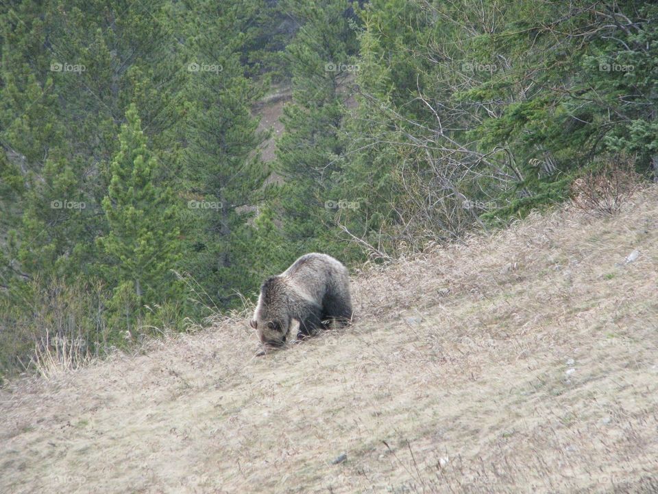 Grizzly bear near the road