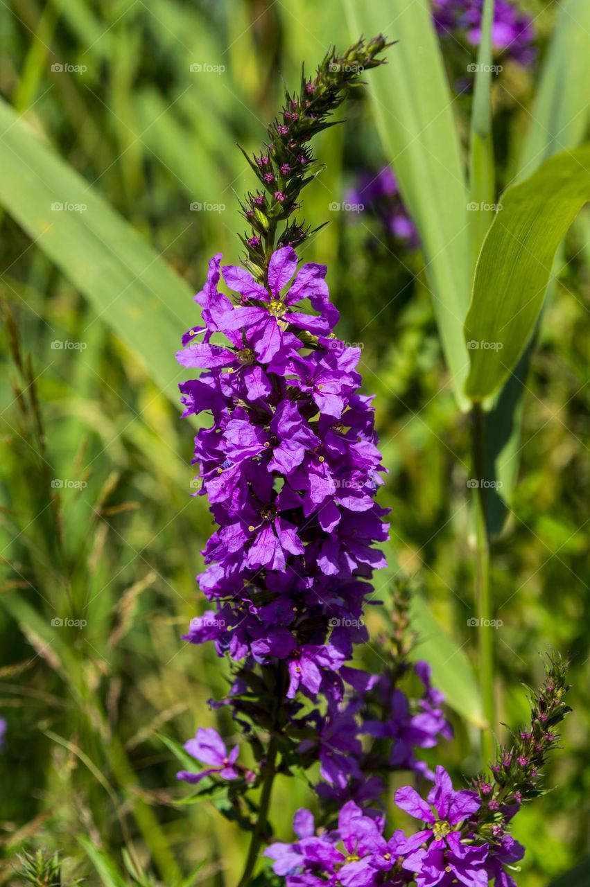 loosestrife loosestrife