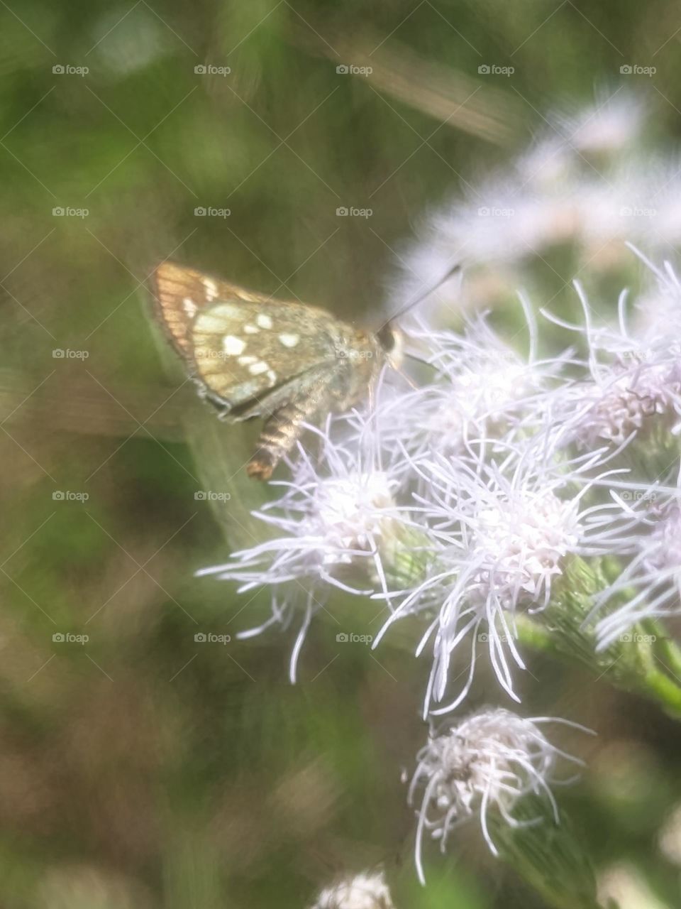 Little butterfly on flower, taken North Toraja-Rantepao 4th, october 2023