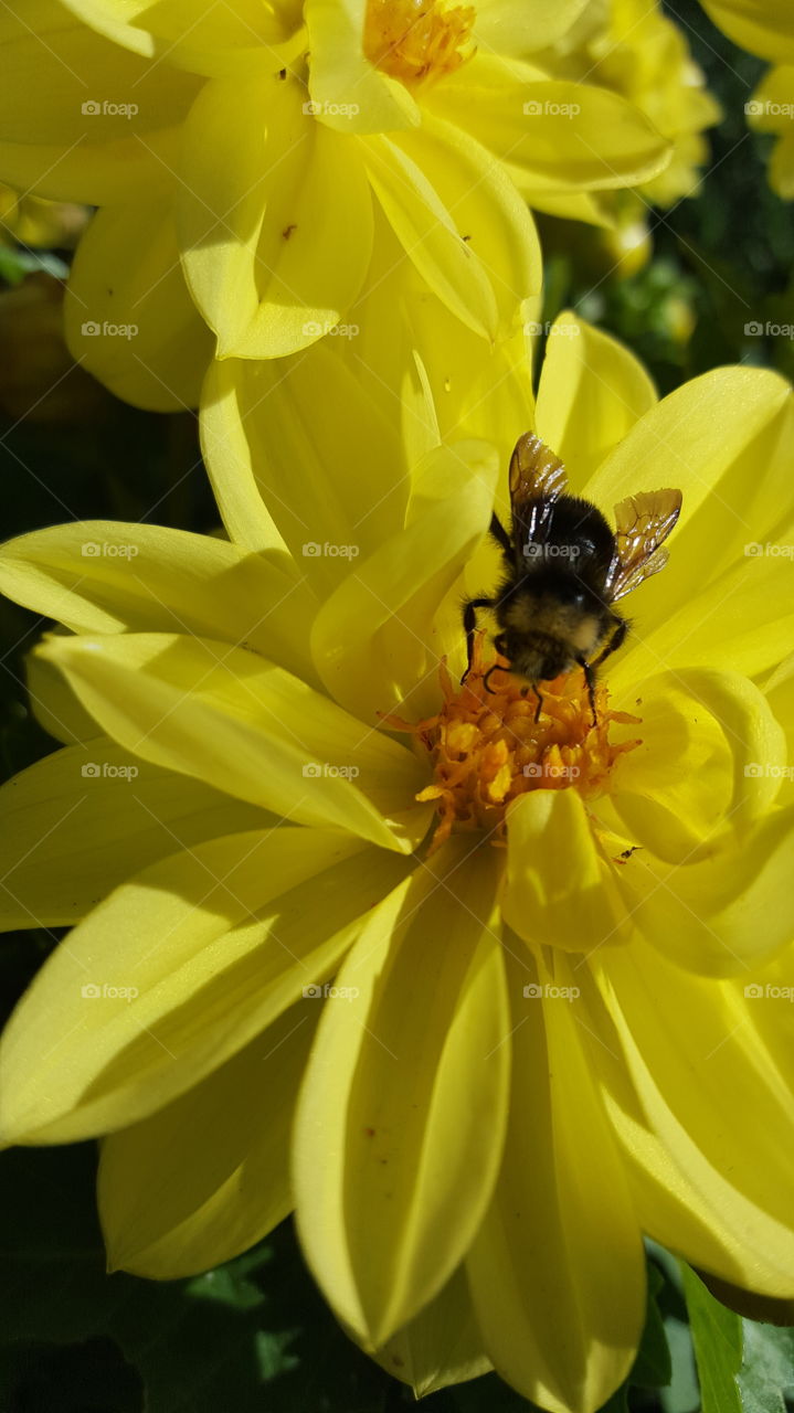 bee on yellow flower