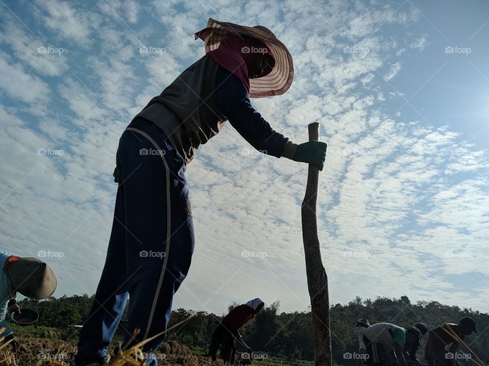 so excited learn and take some photos on the farm. not easy but i like the spirit of farmer although hot weather. love the clouds.