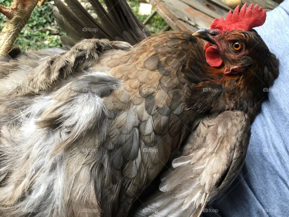 Chicken 