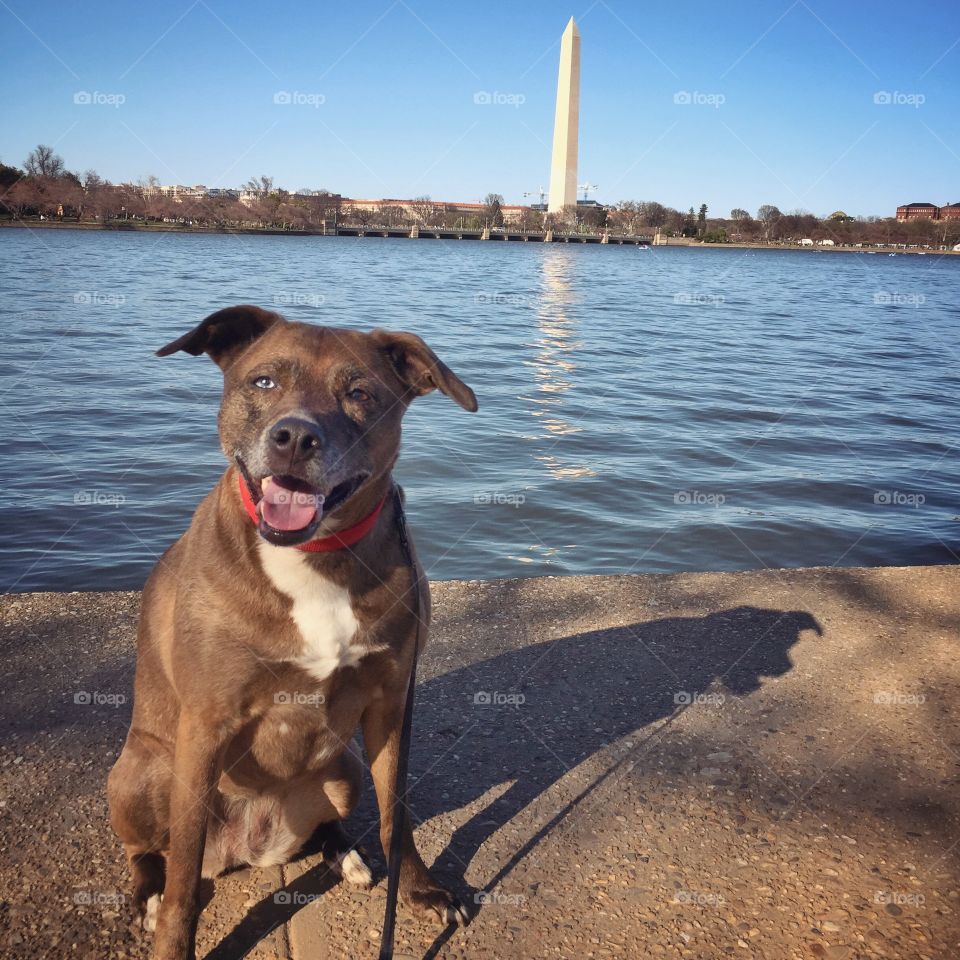 Luna in front of the Washington monument 