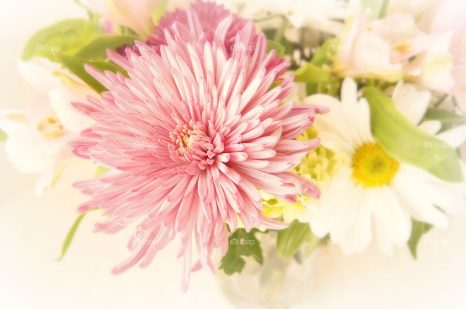 close-up of pink flower