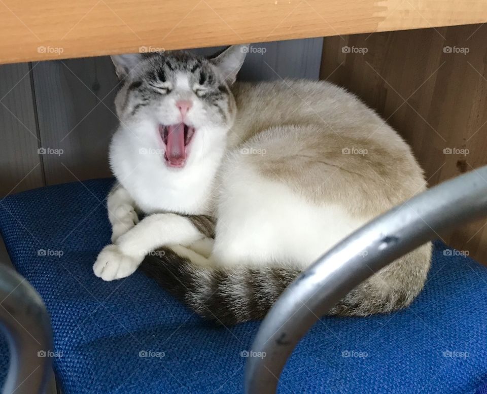 Cat Neve screaming.. no, just yawning! 