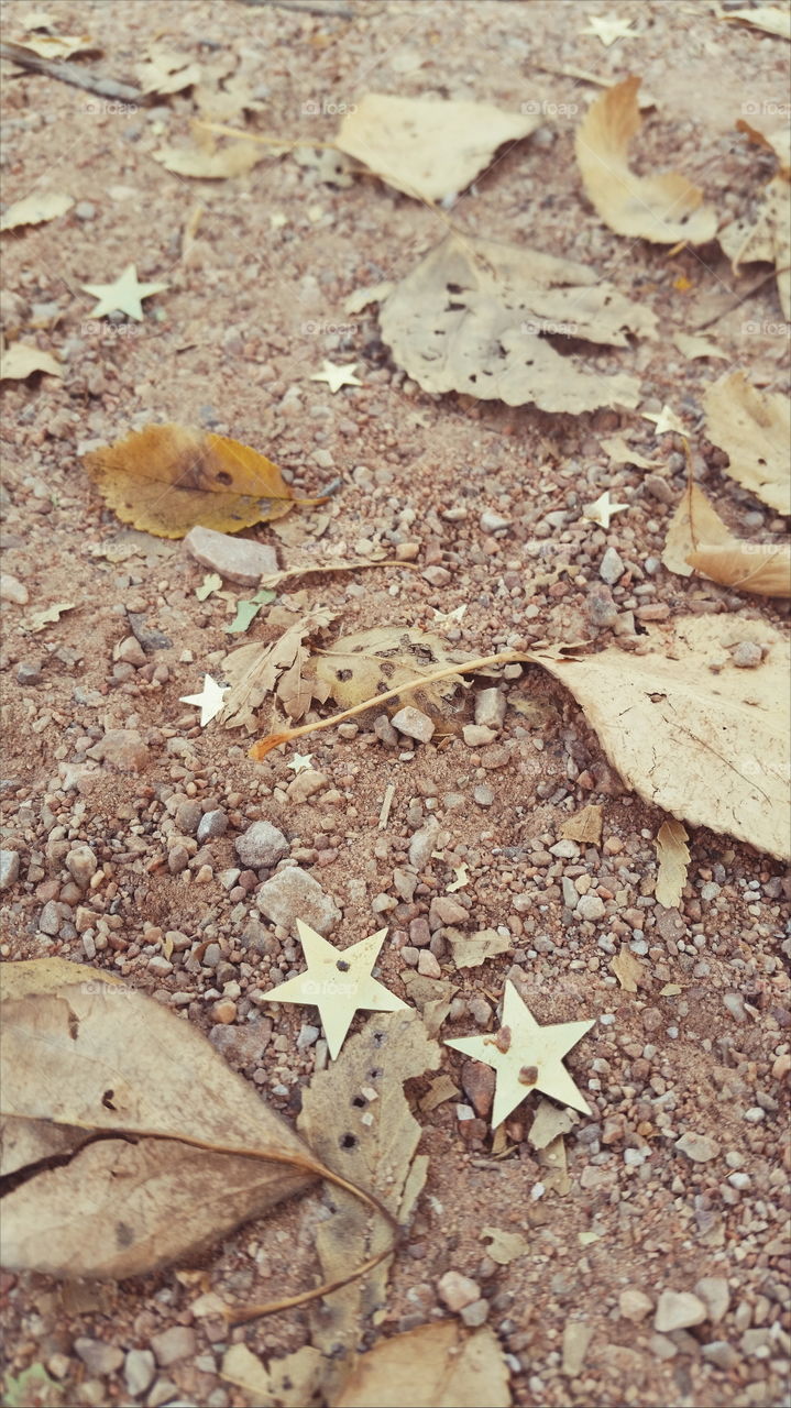 Confetti On Walking Trail