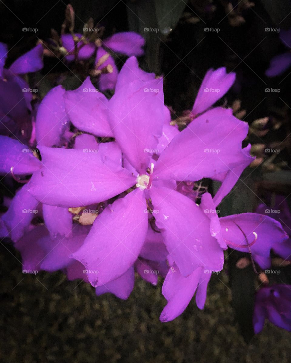 A beleza das #flores realçando a #inspiração para o #domingo.
Viva a #natureza!
🌺 
#flowers #fotografia #pétalas #photography #pictureoftheday #flor