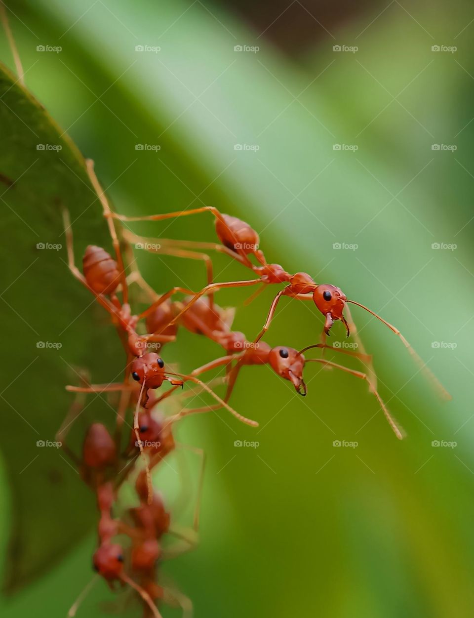 A group of red ants on a leaf