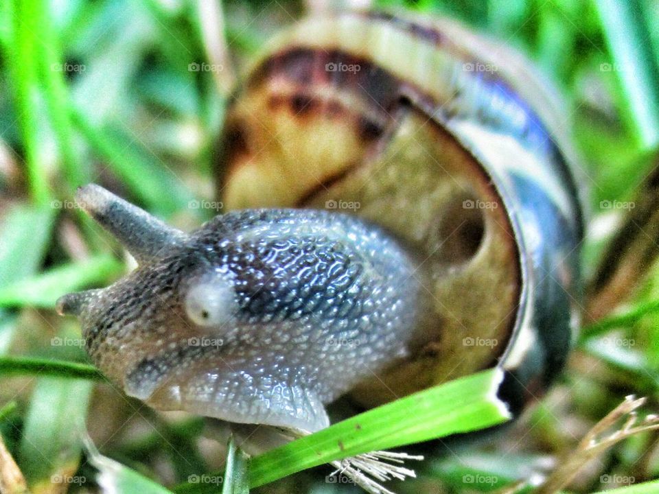 snails