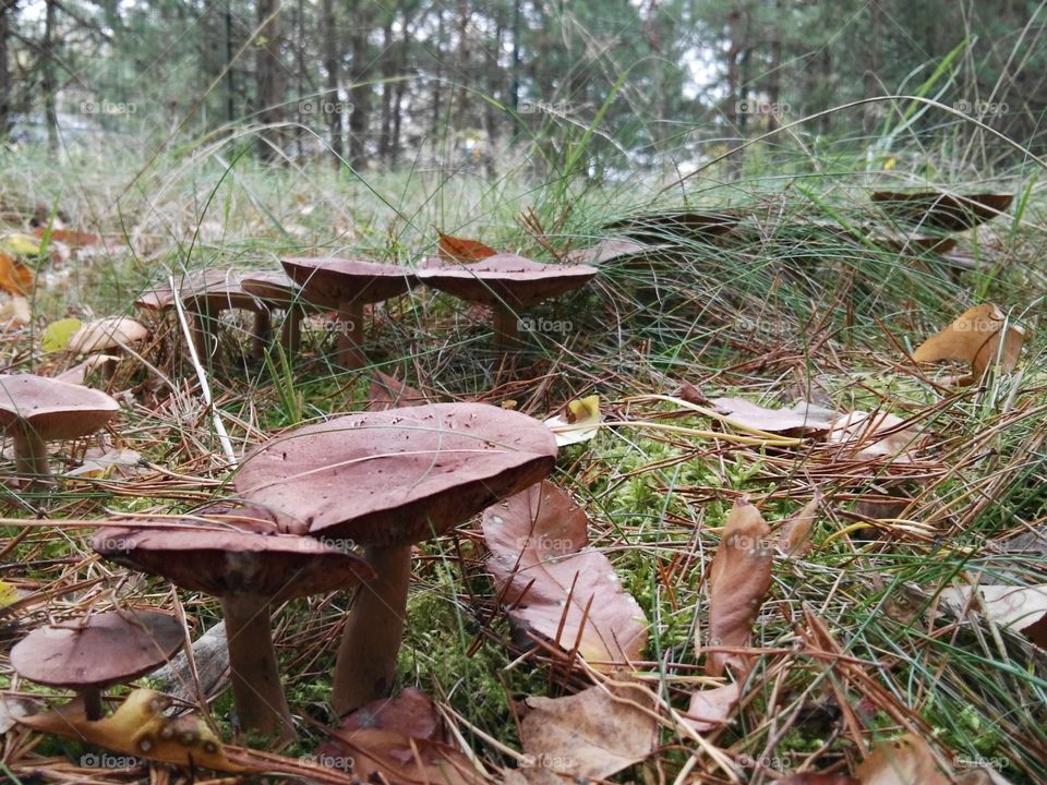 Ring aus Pilzen im Wald