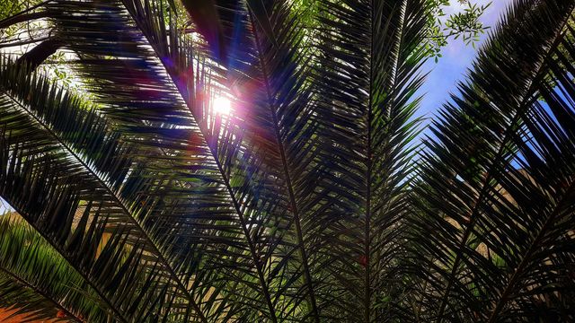 Green plant through the sun,Green,plant,blossom,blooming,gardening,garden,botany,landscape,nature,colorful,floral,season,spring,summer,sun,rays
