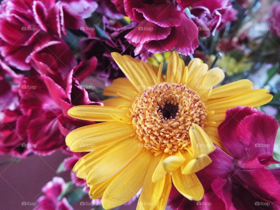 A Yellow Chrysanthemum 