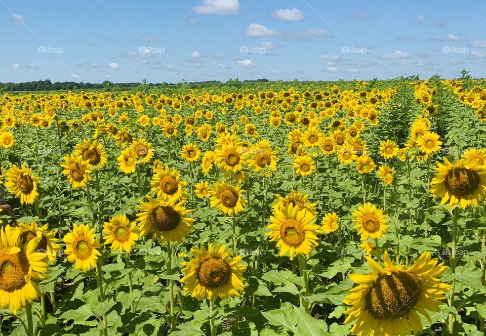 Sunflower fields 