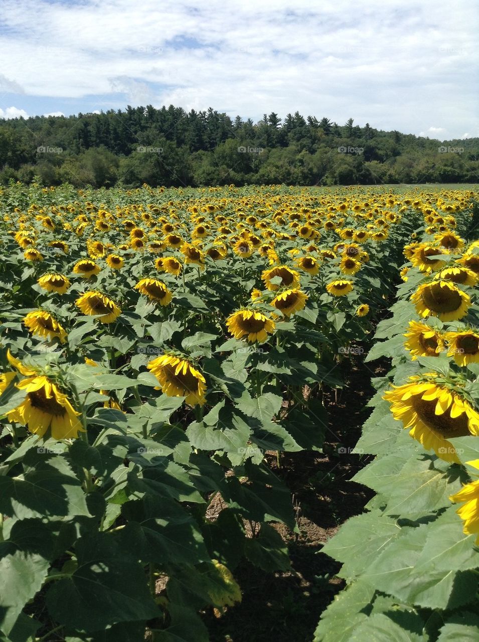 Rows of sunflower's