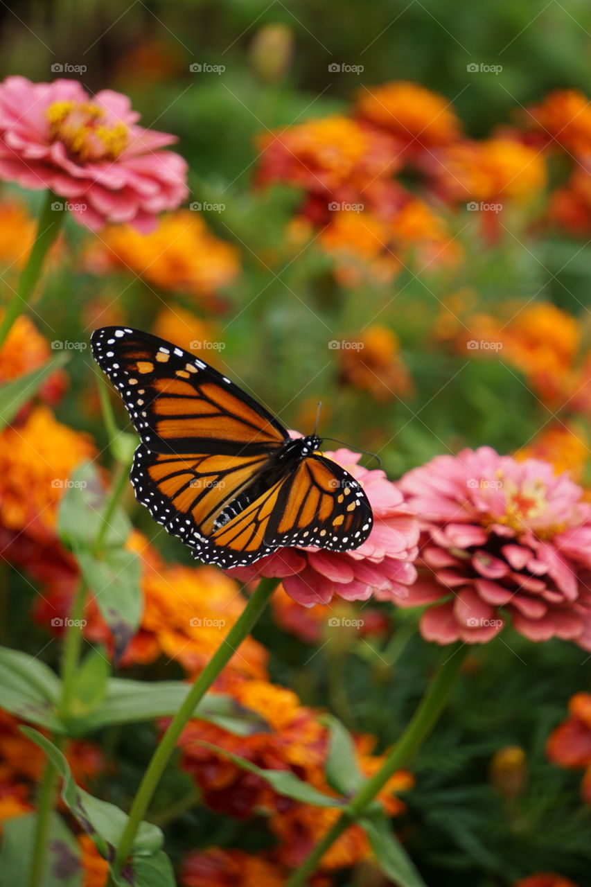 A monarch butterfly on a zinnia 