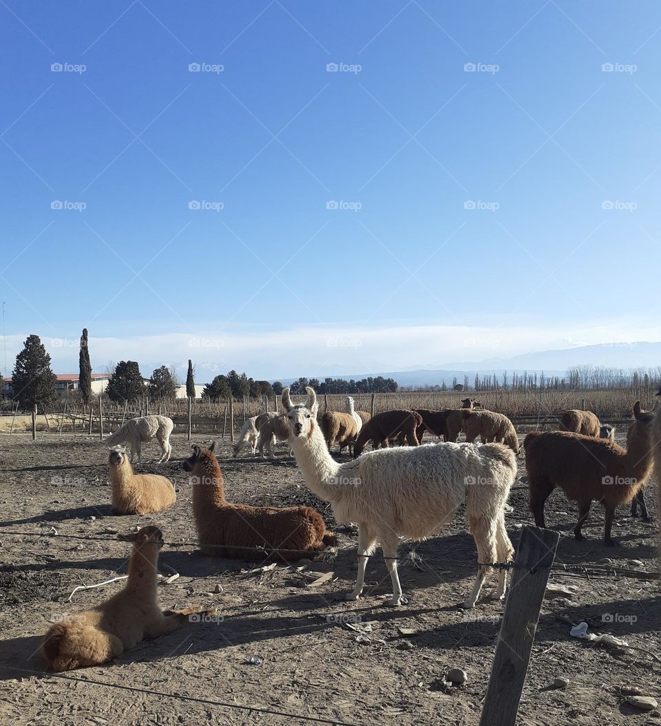 llamas andinas