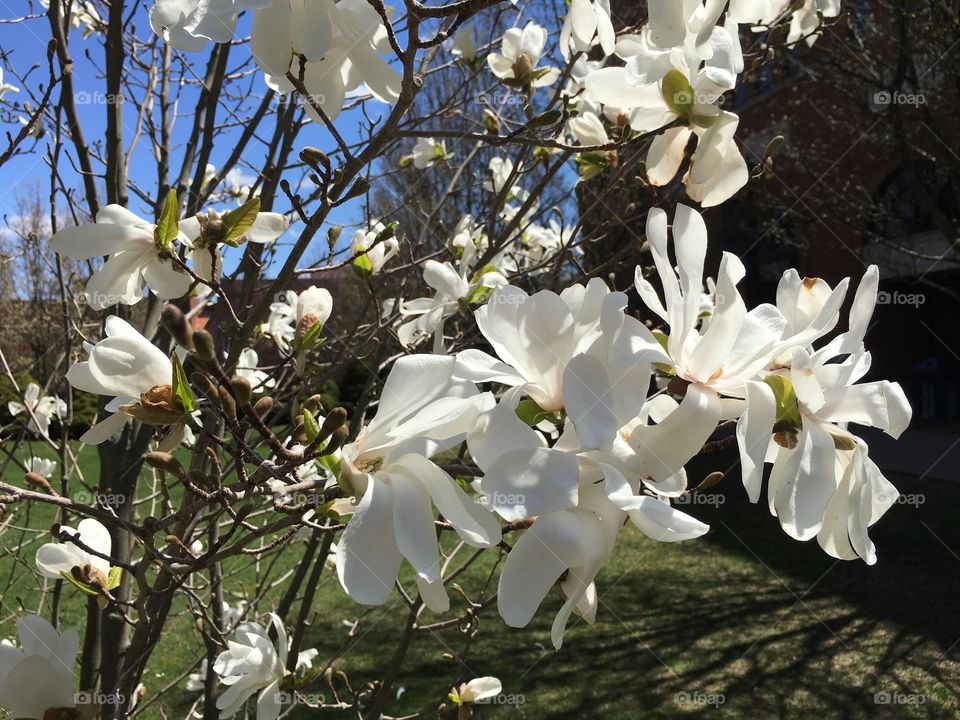 Star Magnolia