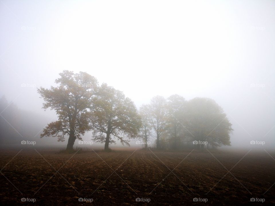 Misty morning