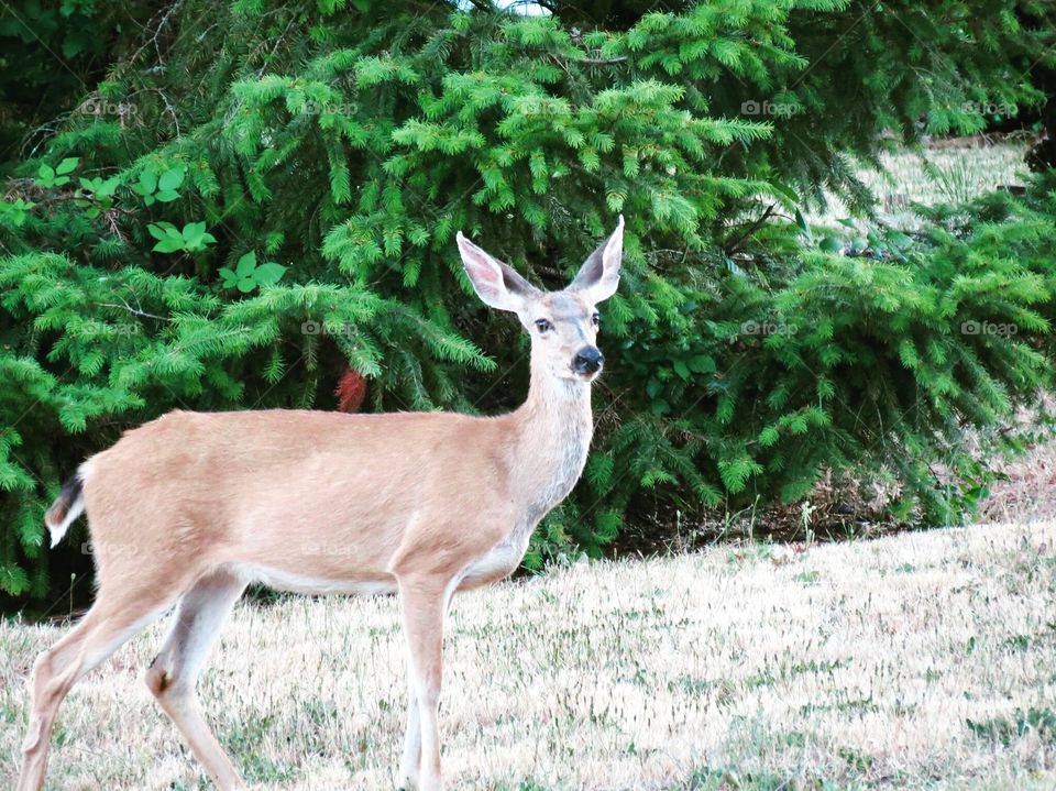 A Beautiful Deer Grazing In Our Front Yard. 