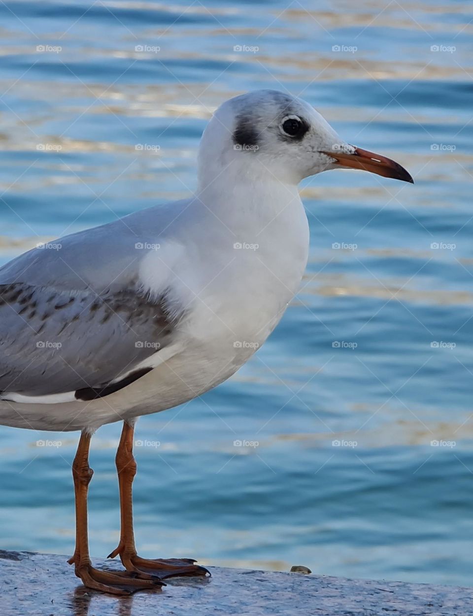 Seagull