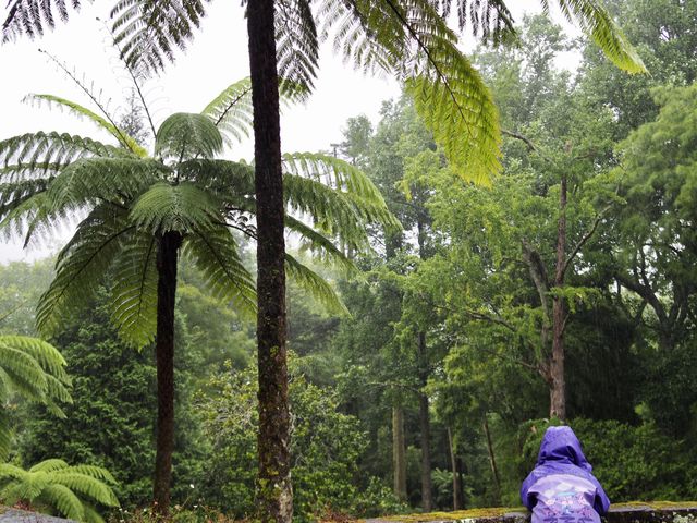 Jungle
