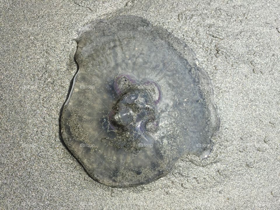 Jellyfish 