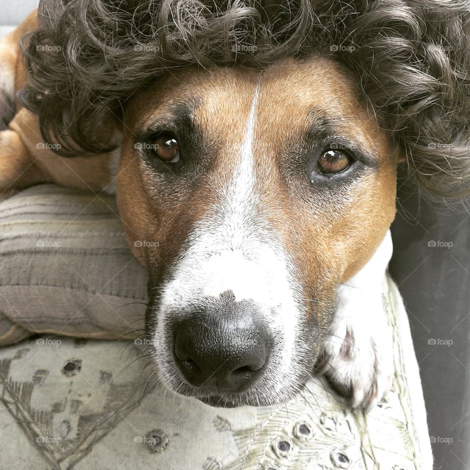 Staffy dog wearing wig