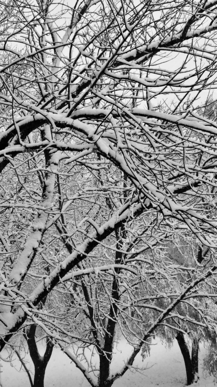 Trees covered in snow—taken in Dyer, Indiana 