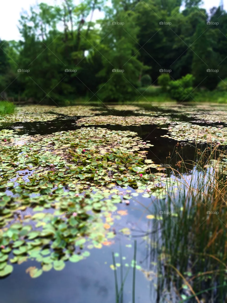 pond