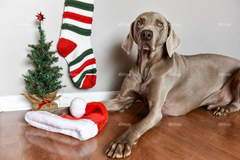 Weimaraner dog laying next to Christmas decorations