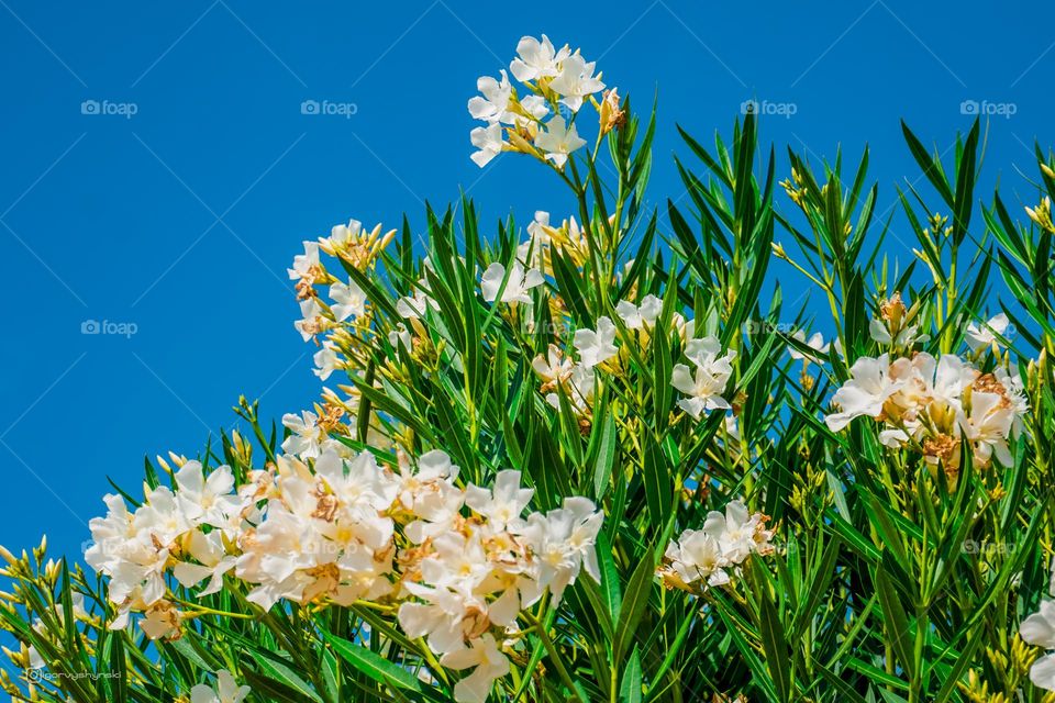 Сады Испании