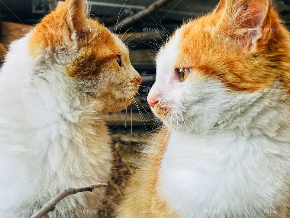 this is not a copy, they are twins 😍😻 