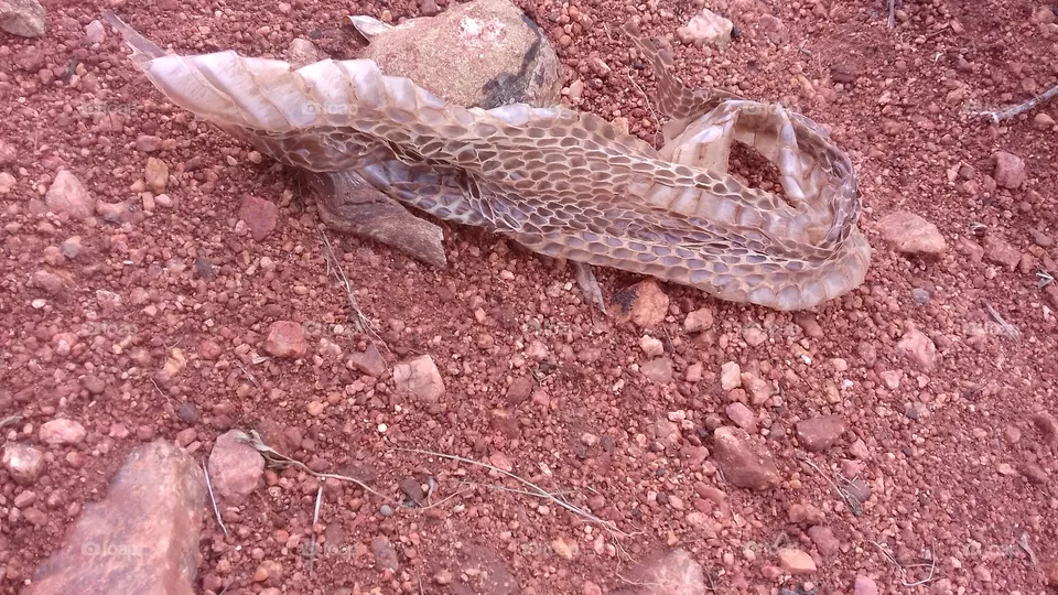 snake skin after its bath
