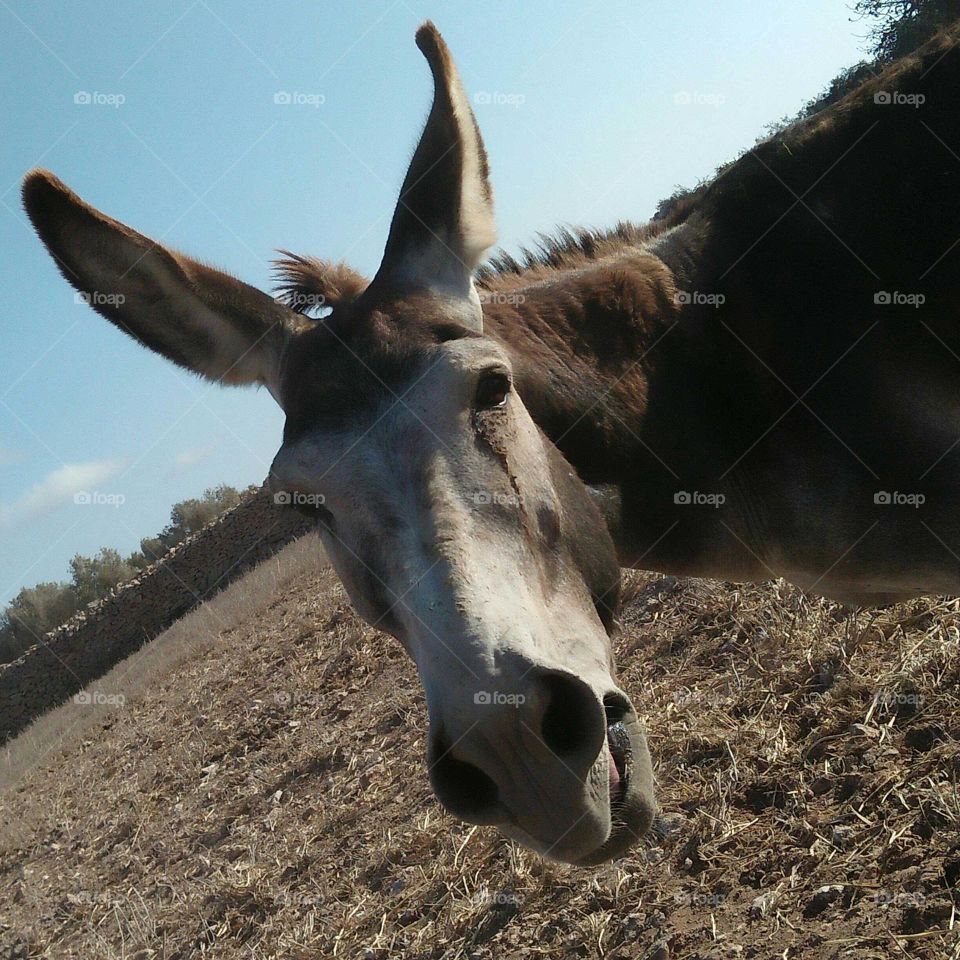 Head of donkey