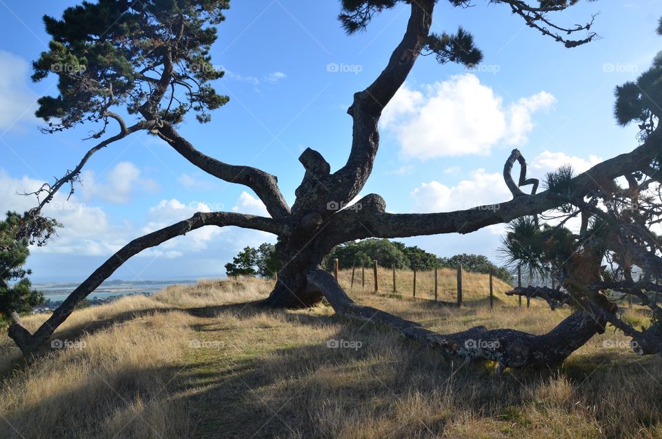 New Zealand Tree