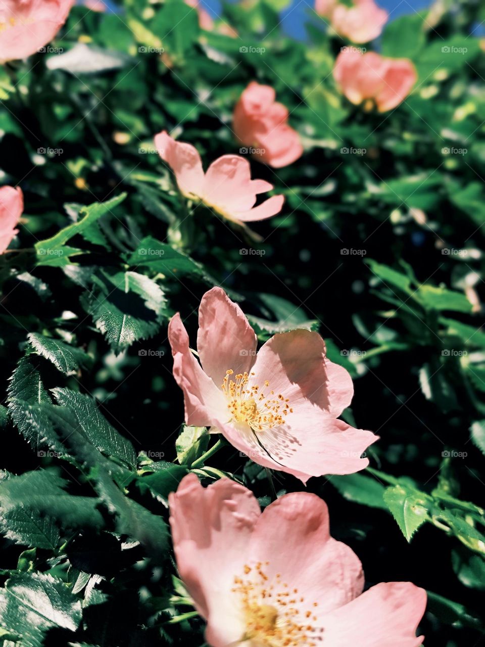 Frühling Blumen