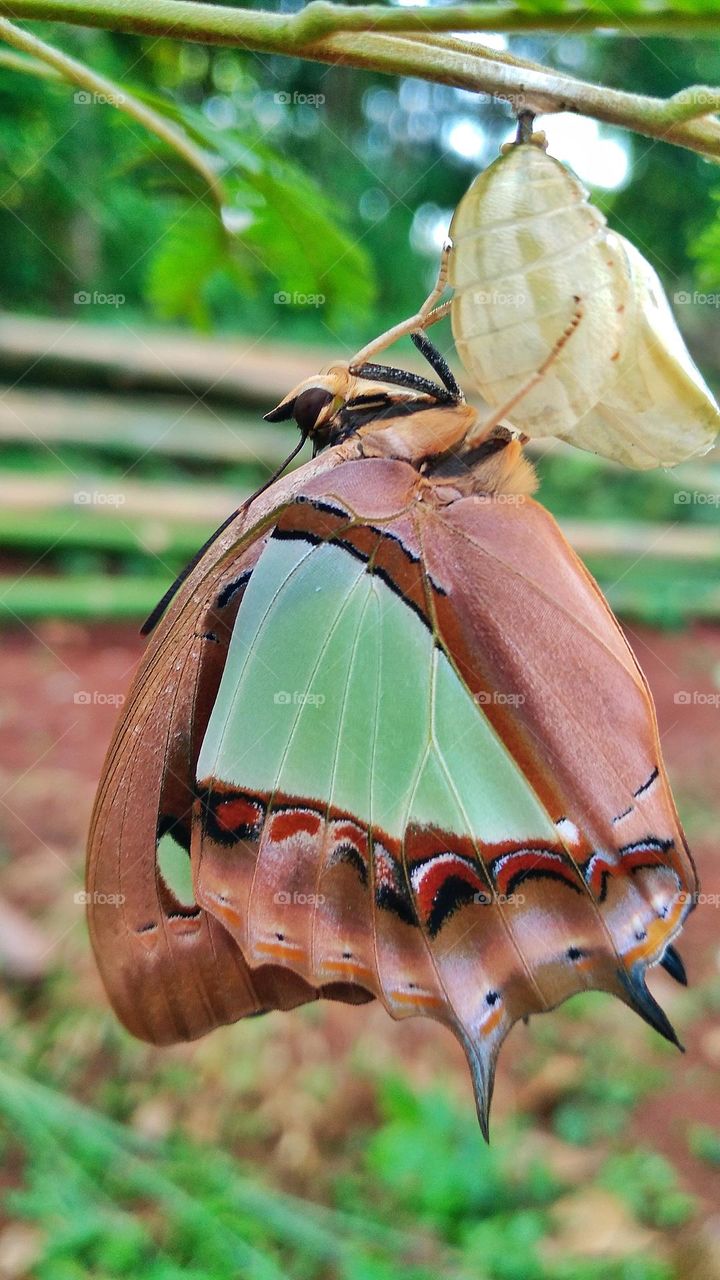 Beautiful butterfly perched on the leaf