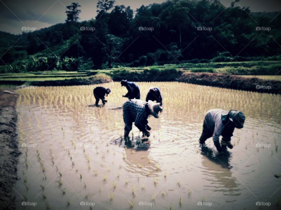 Thai angriculture .