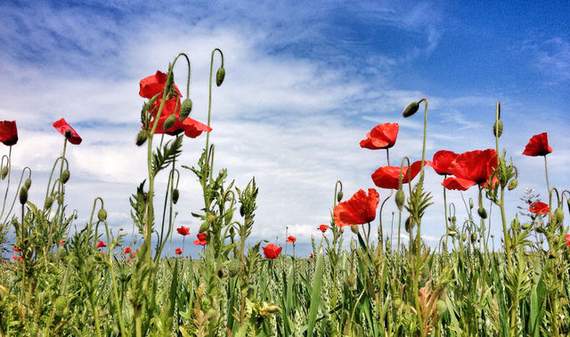 poppy