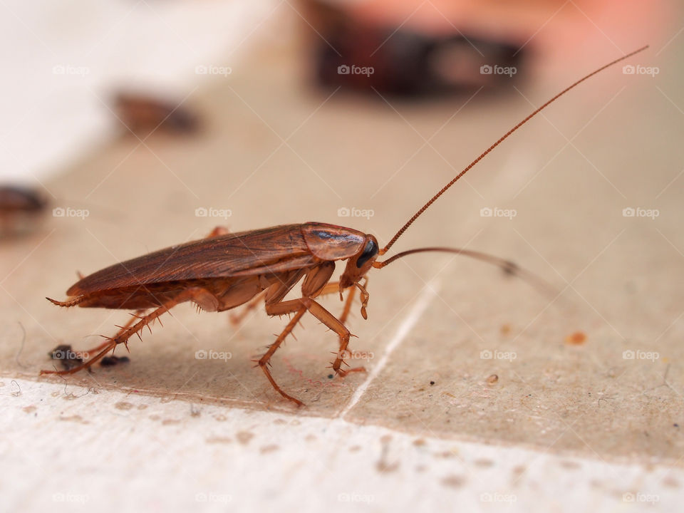 Cockroach stuck to sticky paper.  Insect closeup