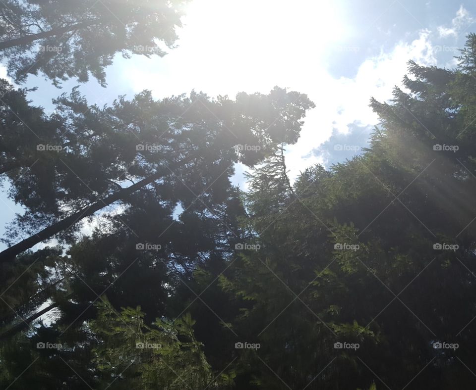 trees reaching for the sky