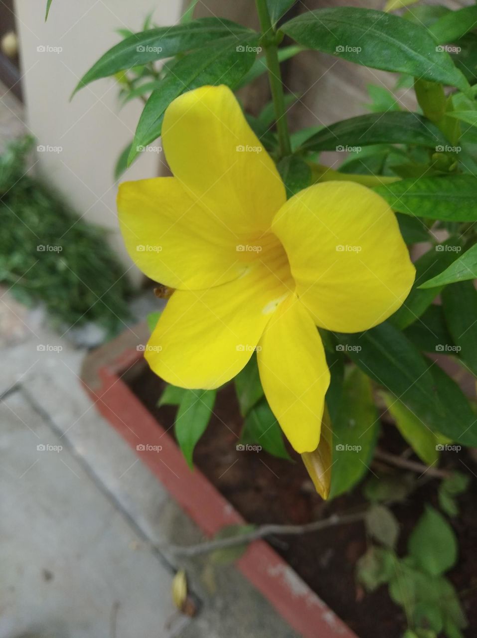 yellow flower seasonal fresh shurb small size looks very beautiful generally found everywhere