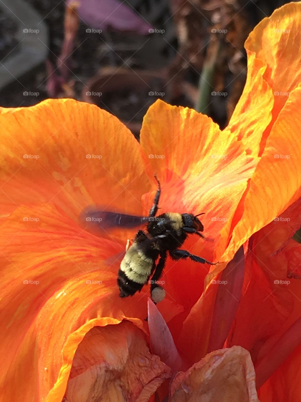 Bee on Tropicana
